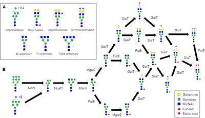 The N-Glycosylation Processing Potential of the Mammalian Golgi Apparatus